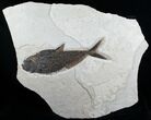 Large Diplomystus Fish Fossil #6028-1